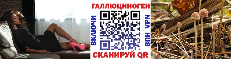 закладки  Агидель  Псилоцибиновые грибы Psilocybine cubensis 